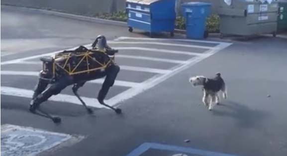 Σκύλος εναντίων ρομποτικού σκύλου