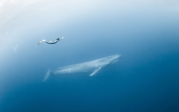 Κολυμπώντας με μια γαλάζια φάλαινα