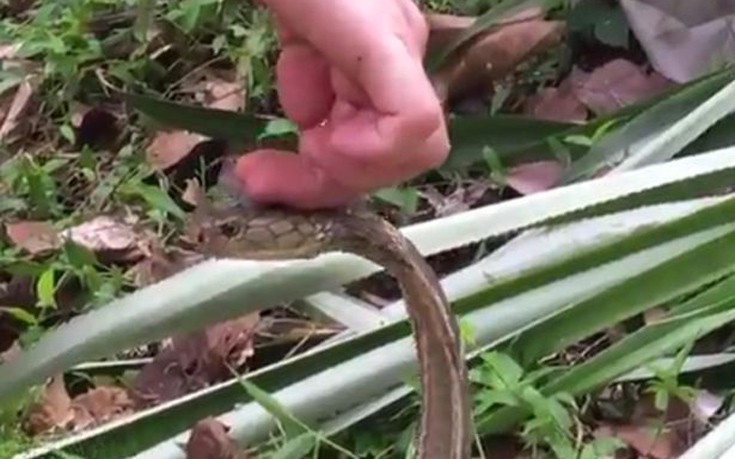 Ένας 12χρονος «παίζει» με θανατηφόρες κόμπρες