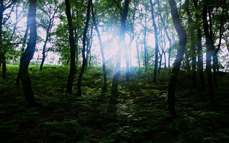 Δάσος Φολόης, ένας παράδεισος στην καρδιά της Πελοποννήσου
