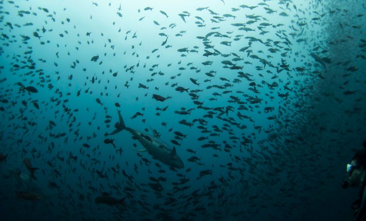 Σε επίπεδα ρεκόρ η επαγγελματική αλιεία στους ωκεανούς