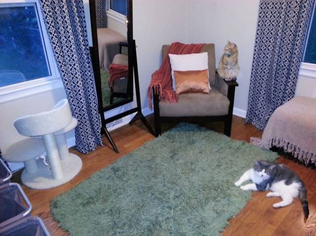 reasons_why_it_is_useless_to_buy_any_gifts_for_cats_640_09