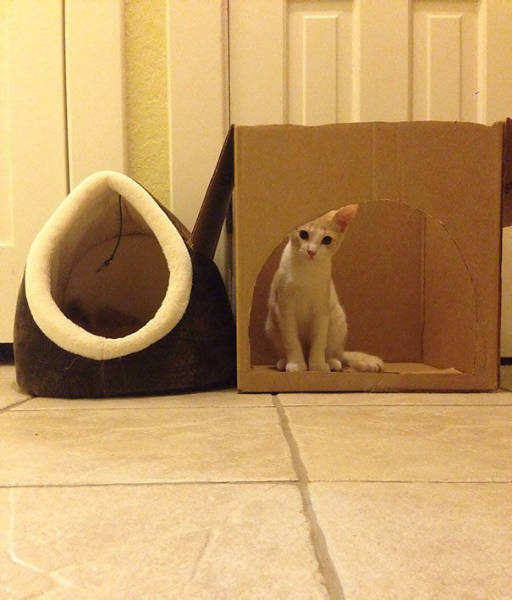 reasons_why_it_is_useless_to_buy_any_gifts_for_cats_640_34