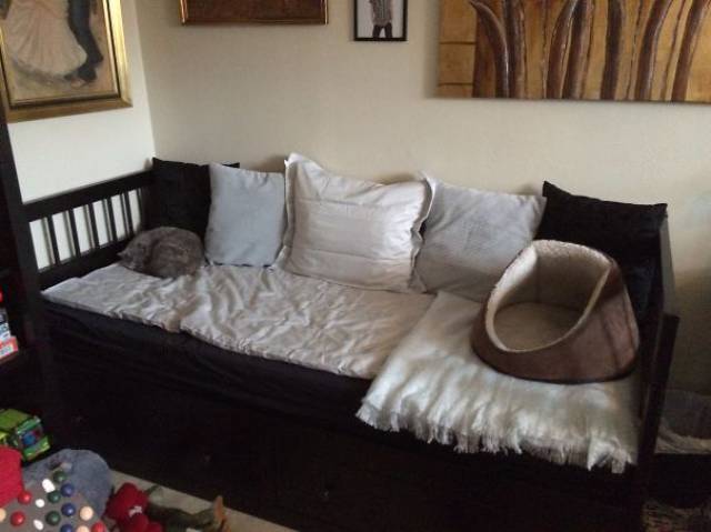 reasons_why_it_is_useless_to_buy_any_gifts_for_cats_640_41