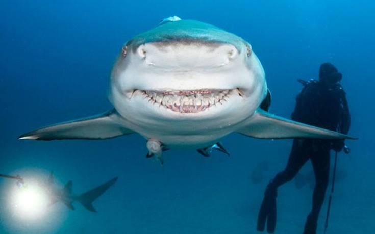 Ο καρχαρίας με το&#8230; πλατύ χαμόγελο
