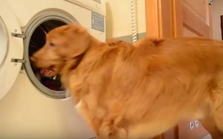 Ο σκύλος που&#8230; βάζει πλυντήριο