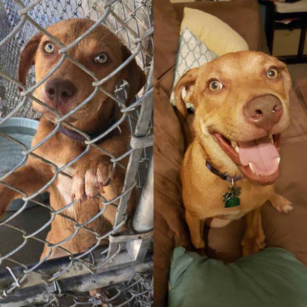 transformations_of_animals_after_they_were_adopted_640_22