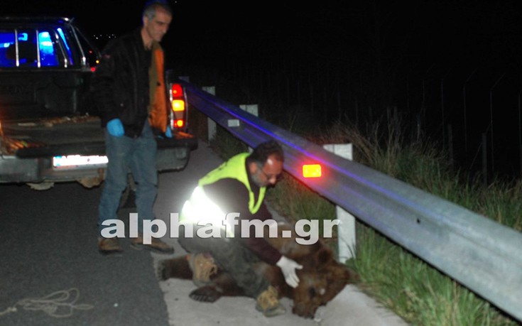 Νεκρή αρκούδα σε τροχαίο στην Καστοριά