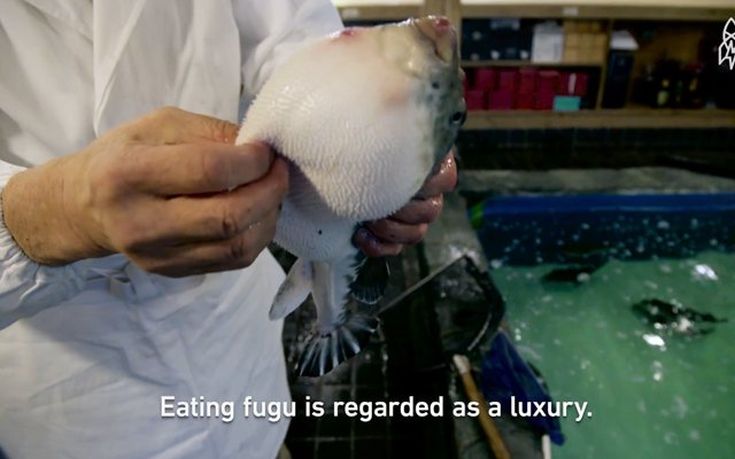 Η τεχνική που απαιτείται για να σερβίρεις ένα δηλητηριώδες ψάρι