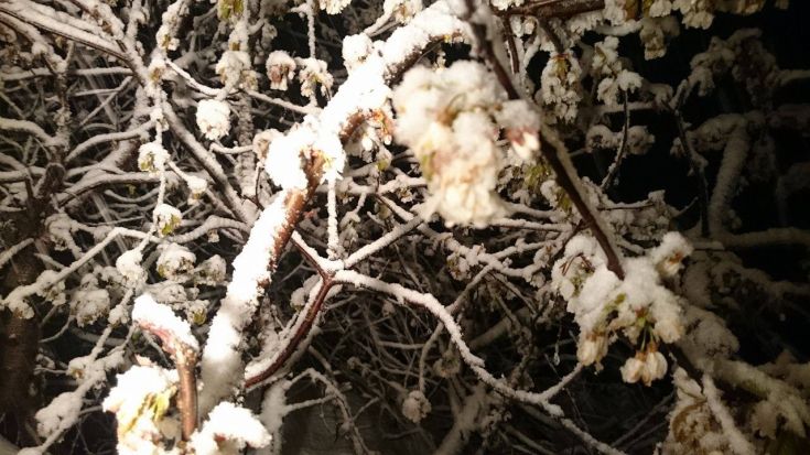 13090817_546603682185691_1256772302_o - Copy 13090817_546603682185691_1256772302_o - Copy