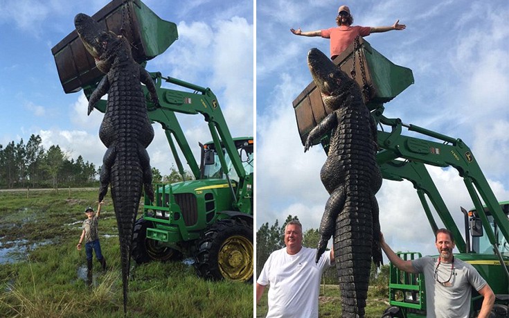 Σκότωσαν αλιγάτορα 4,5 μέτρων και 360 κιλών
