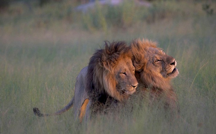 Όταν αρσενικά λιοντάρια ερωτοτροπούν