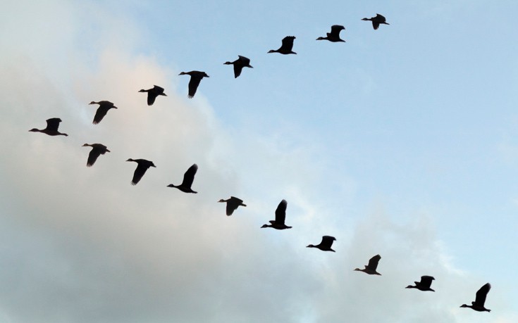 mmfmgllsiimiriuueua1 mmfmgllsiimiriuueua1