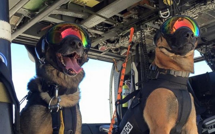 Τα ειδικά σκυλιά που μόλις ολοκλήρωσαν την εκπαίδευσή τους στα ελικόπτερα