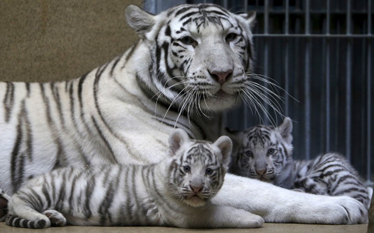 Αξιολάτρευτα λευκά τιγράκια στο ζωολογικό κήπο της Τσεχίας