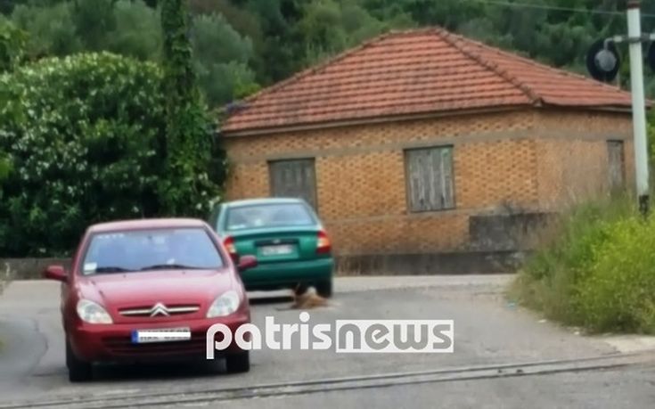 Έσερνε σκυλί με το ΙΧ στην Αλφειούσα του Πύργου