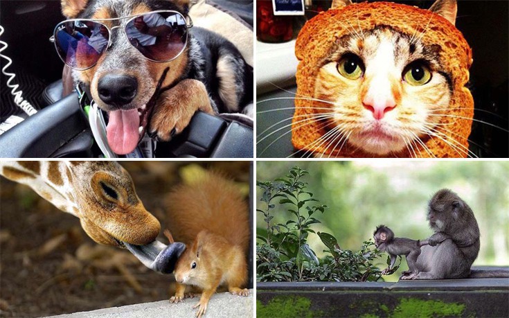 Φωτογραφίες ζώων από μια διαφορετική καθημερινότητα