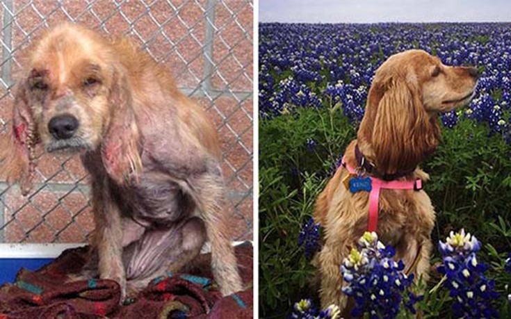 Σκύλοι πριν και μετά τη διάσωση