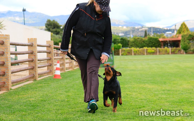 dogs26