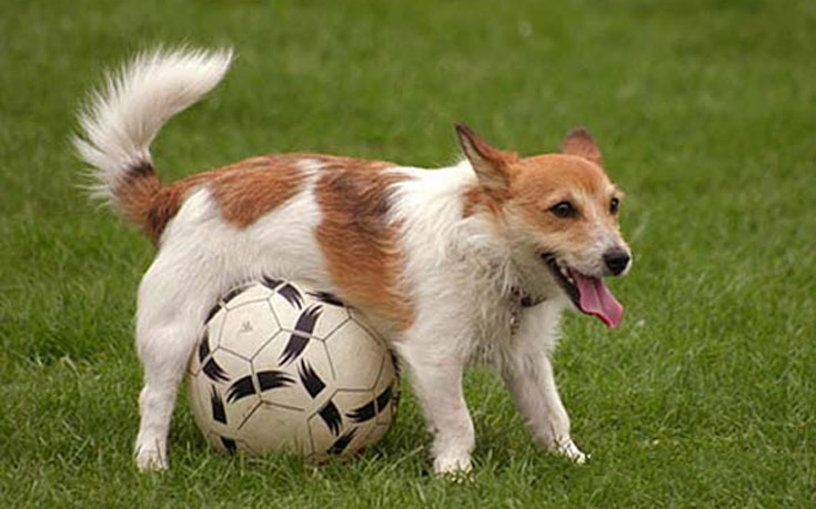 Σκύλοι και ποδόσφαιρο