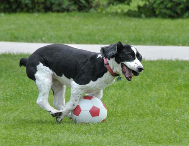 dogsball6