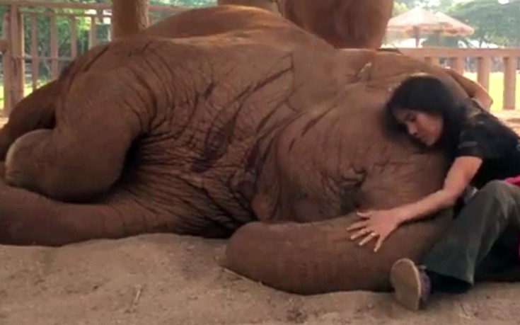 Ο ελέφαντας κοιμάται&#8230; με νανουρίσματα της γυναίκας που τον φροντίζει