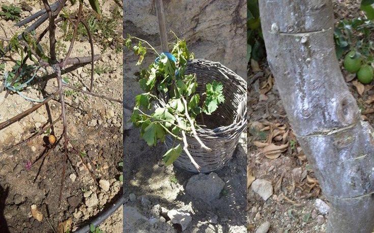 gavdos-vandalos-02 gavdos-vandalos-02