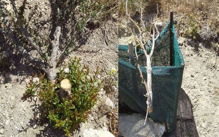 gavdos-vandalos-03 gavdos-vandalos-03