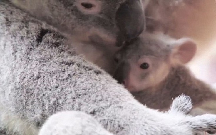 koala1 koala1
