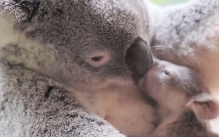 Νεογέννητο κοάλα αγκαλιά με τη μαμά του