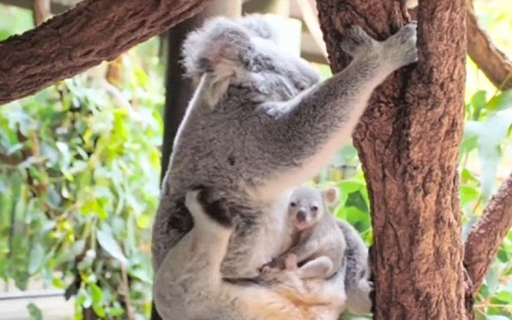 koala4 koala4