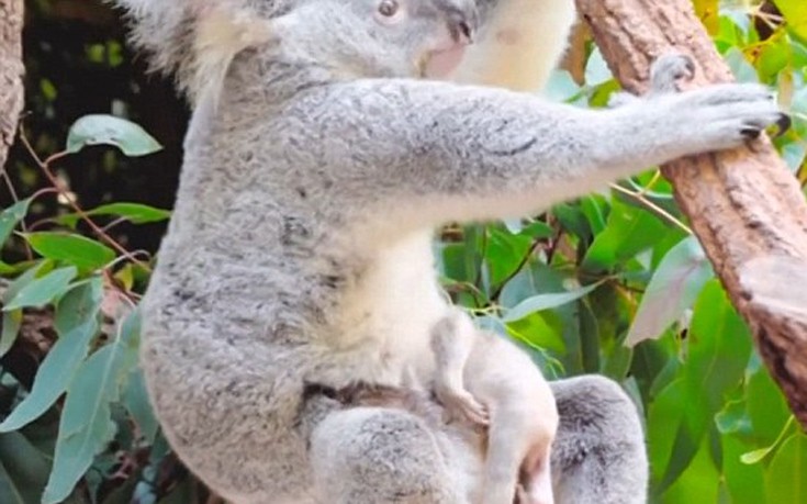 koala5 koala5