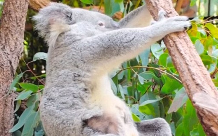 koala6 koala6