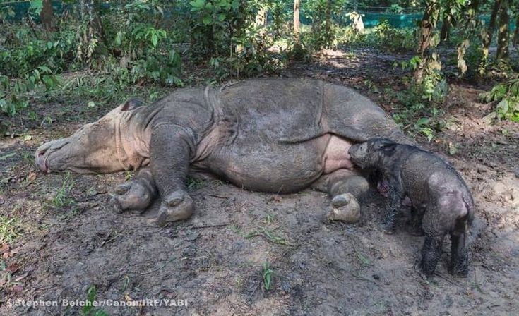 Ένας ρινόκερος της Σουμάτρας γεννήθηκε στην Ινδονησία