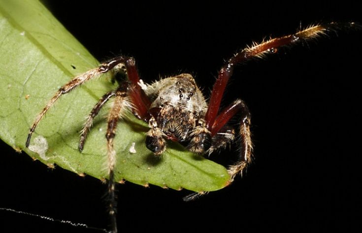 Και οι αράχνες κάνουν στοματικό σεξ!