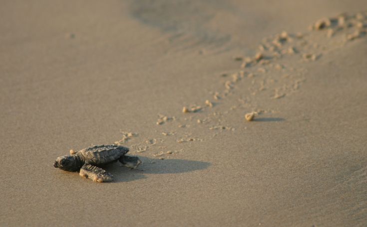 Τα πρώτα χελωνάκια σε Κυπαρισσιακό κόλπο και Κορώνη
