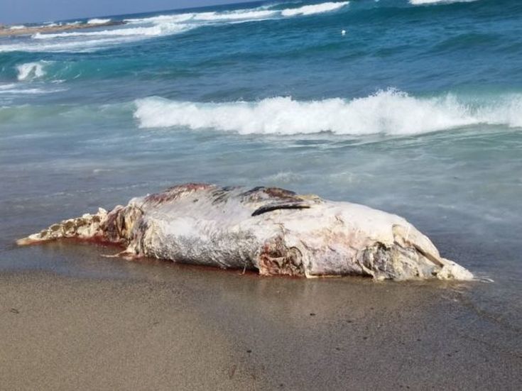 20160614_164455-600x450 20160614_164455-600x450