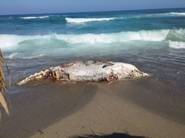 Τριάντα κιλά πλαστικών στο στομάχι της φάλαινας που ξεβράστηκε νεκρή στη Σαντορίνη