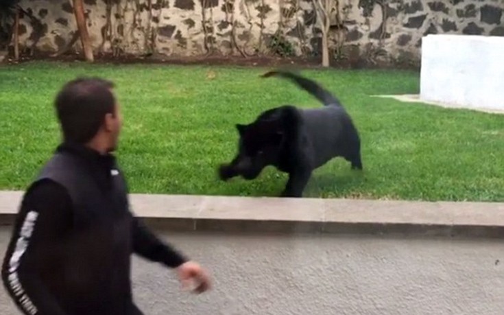 ΠΑΝΘΗΡΑΣ ΠΑΝΘΗΡΑΣ