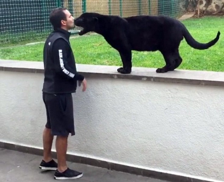 ΠΑΝΘΗΡΑΣ ΠΑΝΘΗΡΑΣ