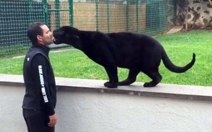 ΠΑΝΘΗΡΑΣ ΠΑΝΘΗΡΑΣ