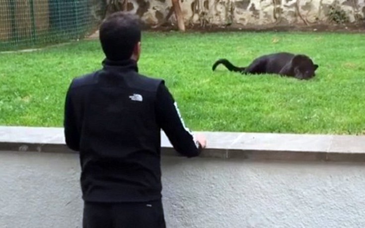 ΠΑΝΘΗΡΑΣ ΠΑΝΘΗΡΑΣ