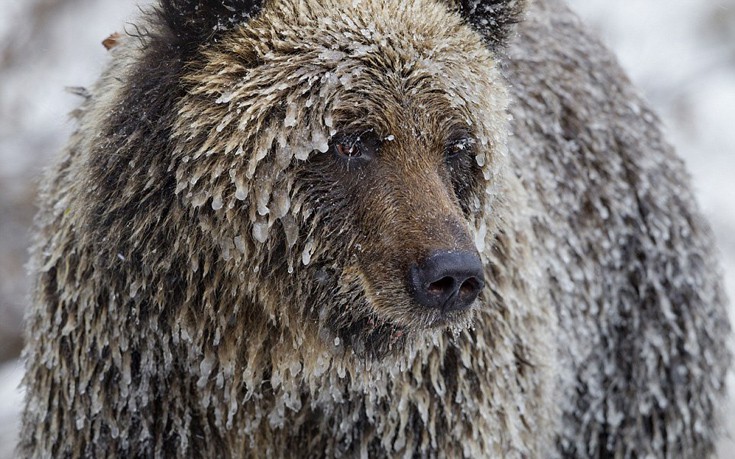 Η «μυστική» ζωή των αρκούδων μέσα από φωτογραφίες