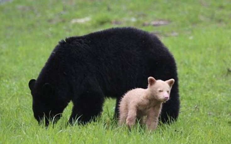 arkoudaki1 arkoudaki1