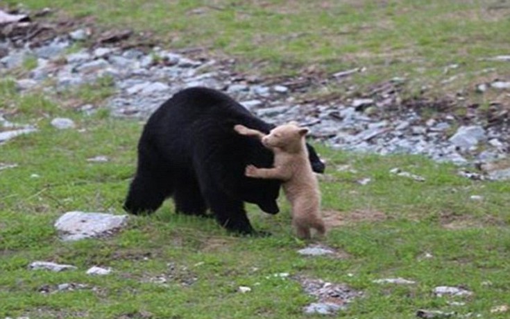 arkoudaki3 arkoudaki3