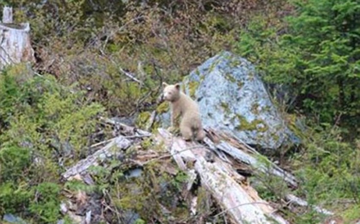 arkoudaki4 arkoudaki4