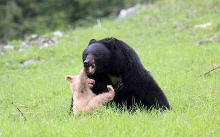 arkoudaki5 arkoudaki5