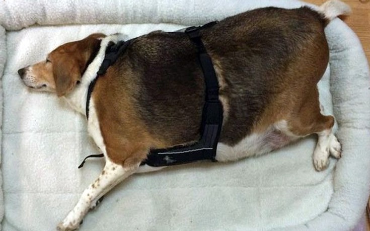 Το μικρόσωμο σκυλί που είχε φτάσει να ζυγίζει 44 κιλά