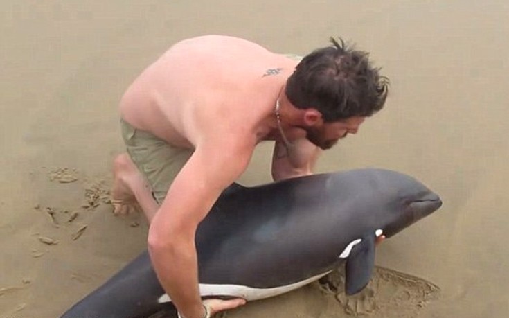 delfinaki1 delfinaki1