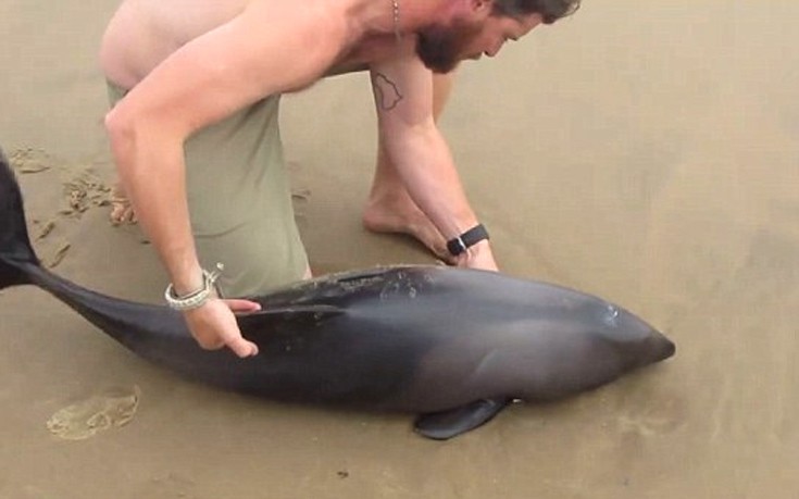 delfinaki2 delfinaki2